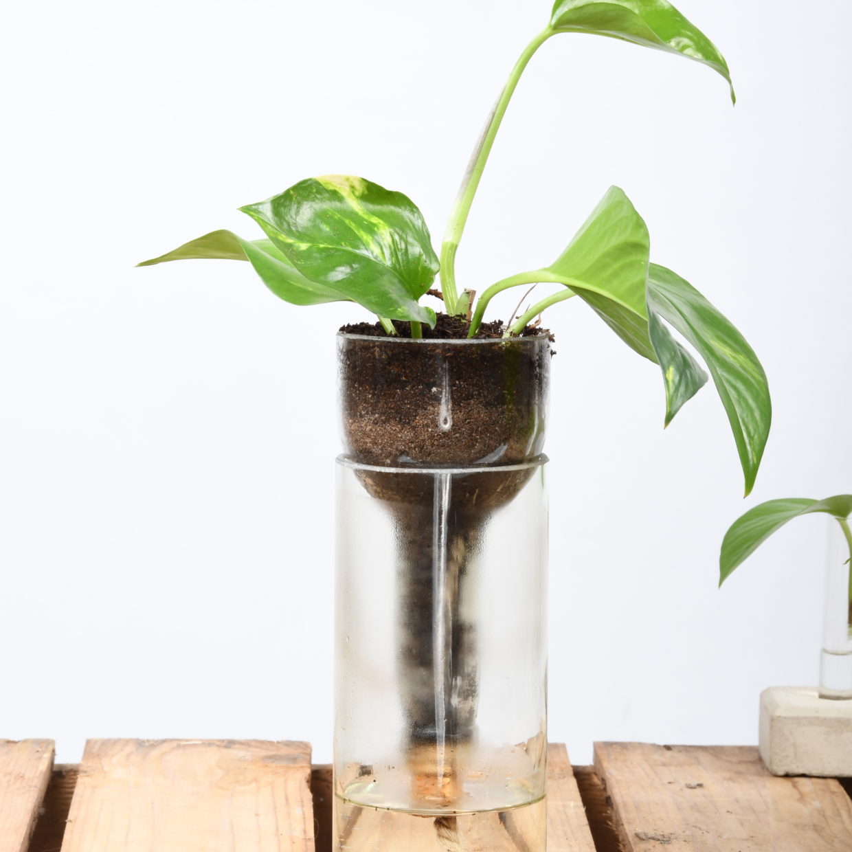 Planter Self-Watering Bottle