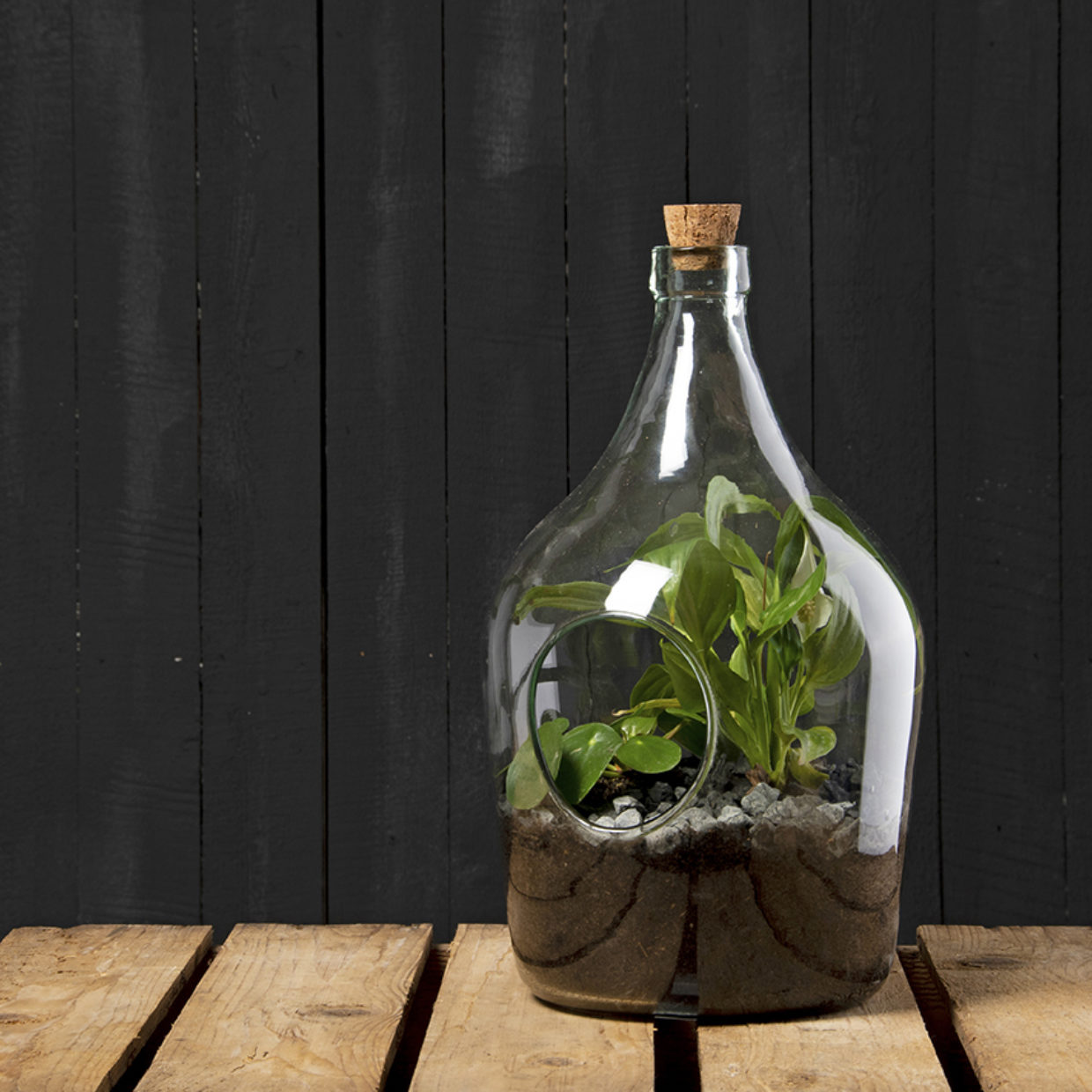 Open Terrarium Clear 5L