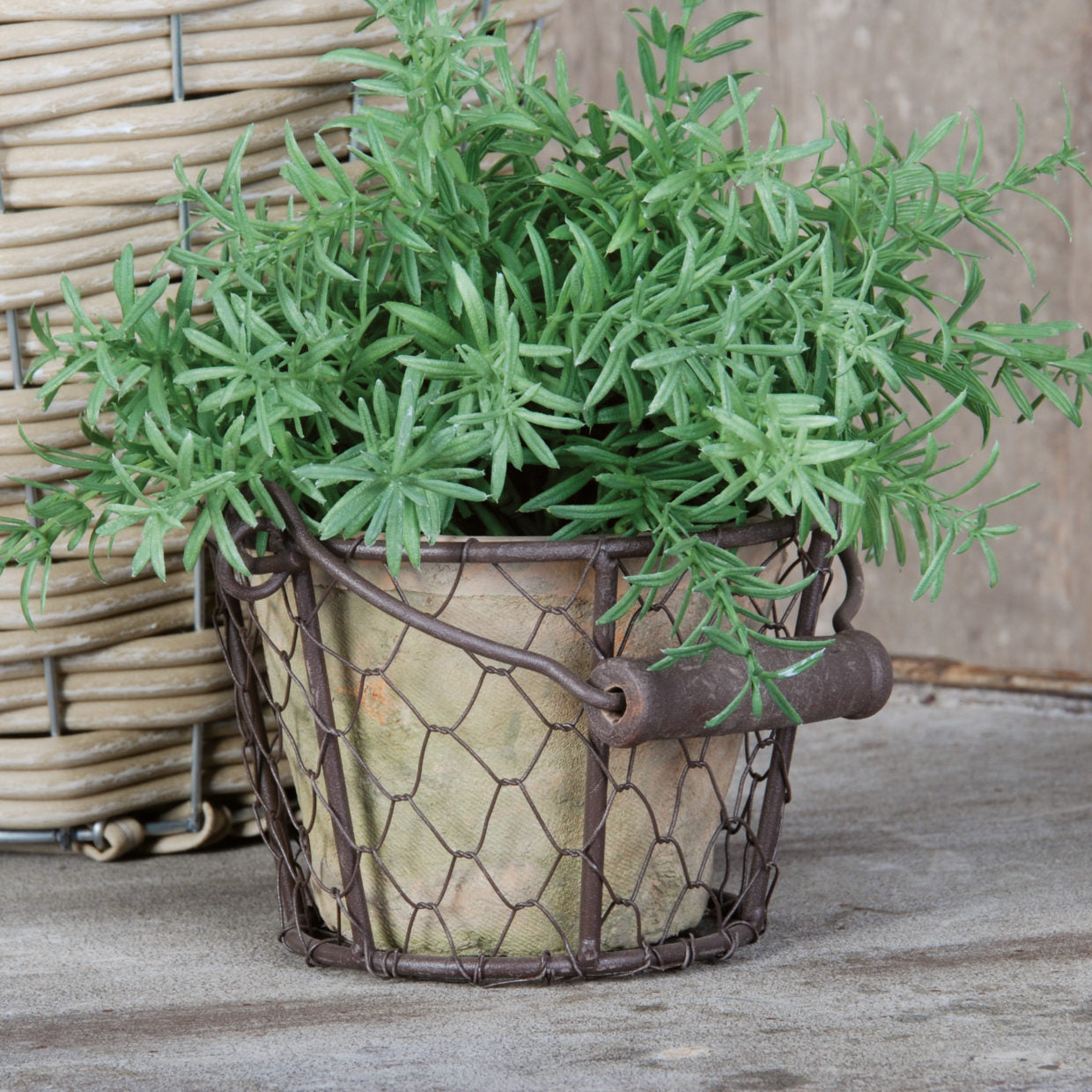 Aged Terracotta Pot in Wire Basket with Handle