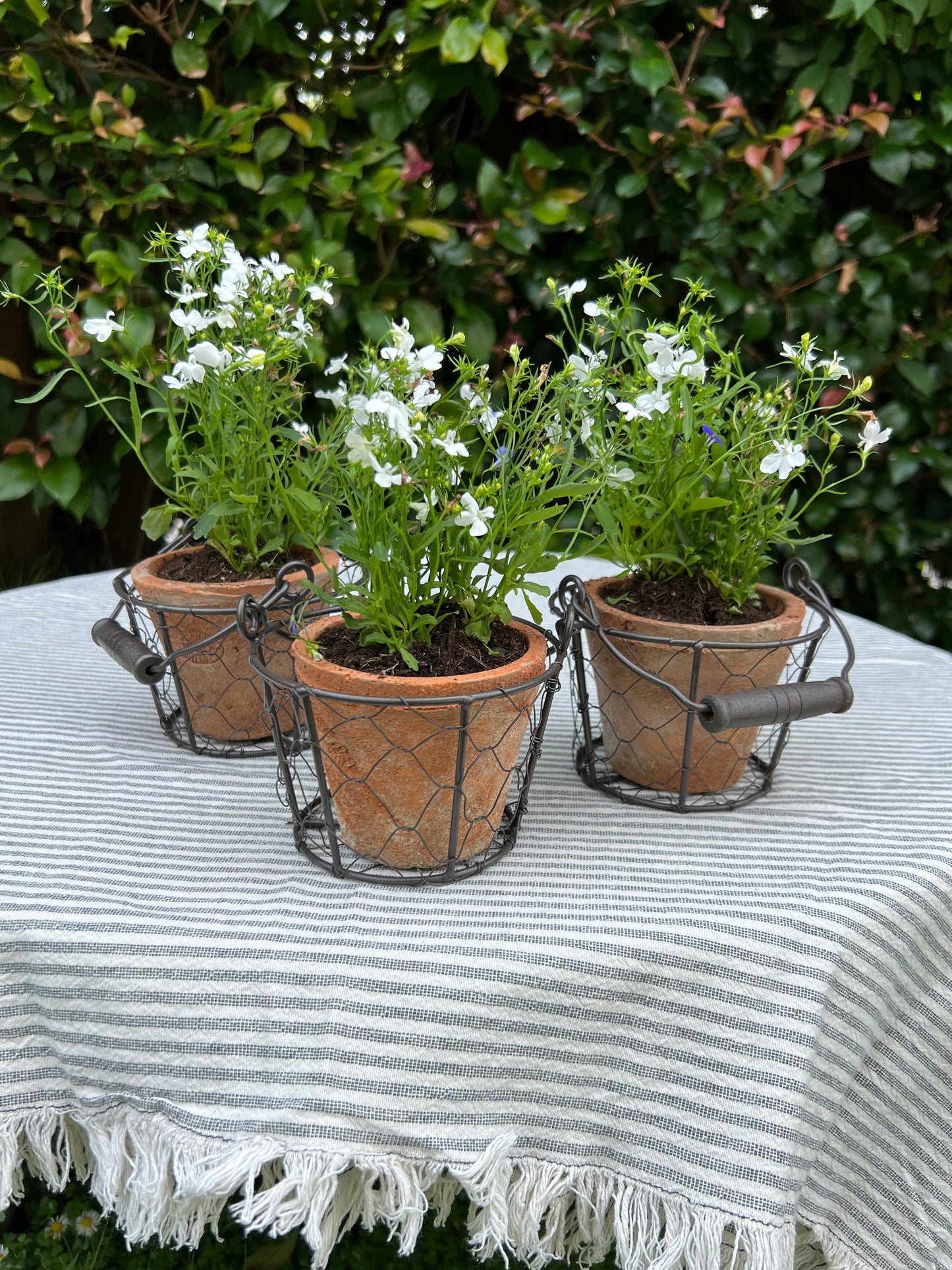 Aged Terracotta Pot in Wire Basket with Handle