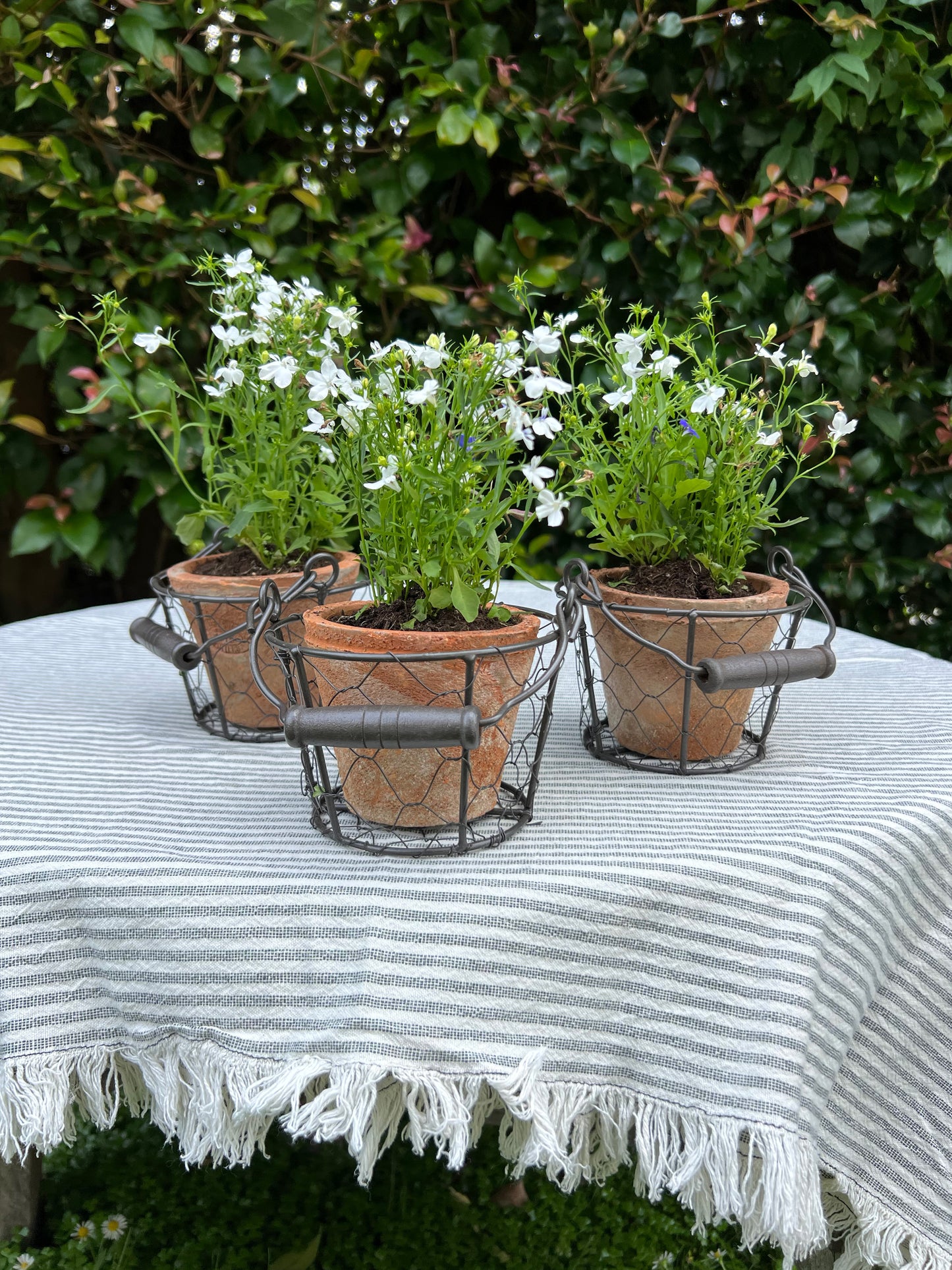 Aged Terracotta Pot in Wire Basket with Handle