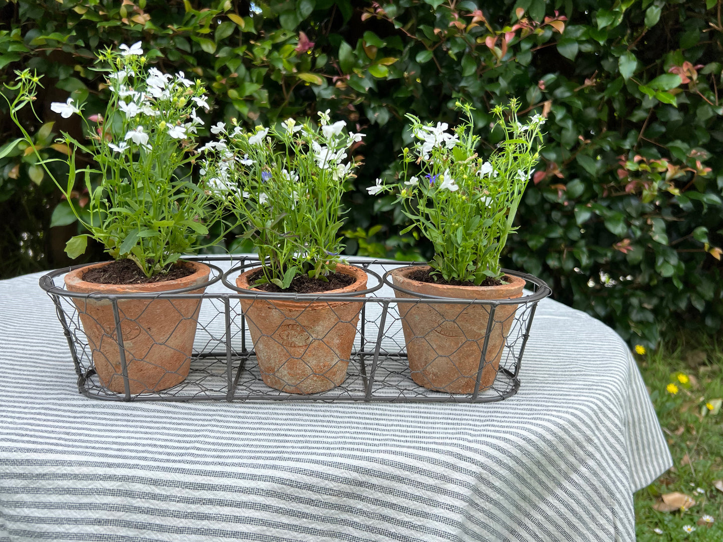 Aged Terracotta 3 Pots in Wire Basket