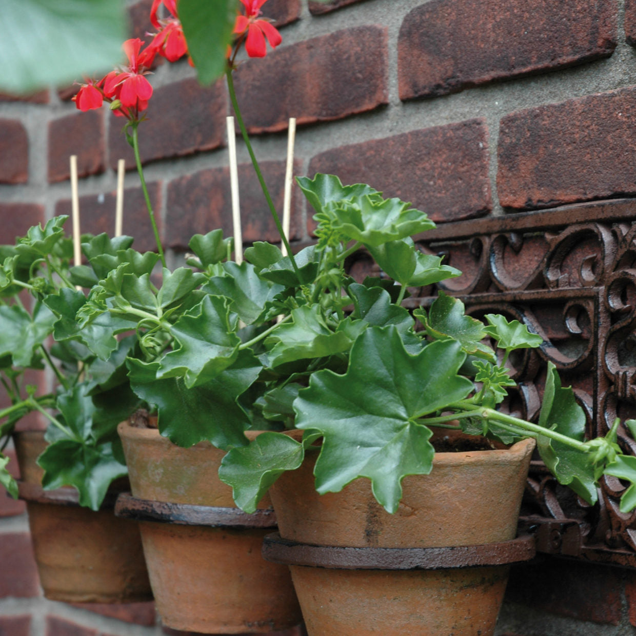 Flower Pot Holder Classic 3 Pot
