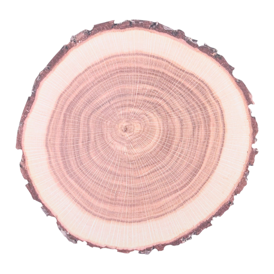 Paper Placemats Tree Trunk Set of 10