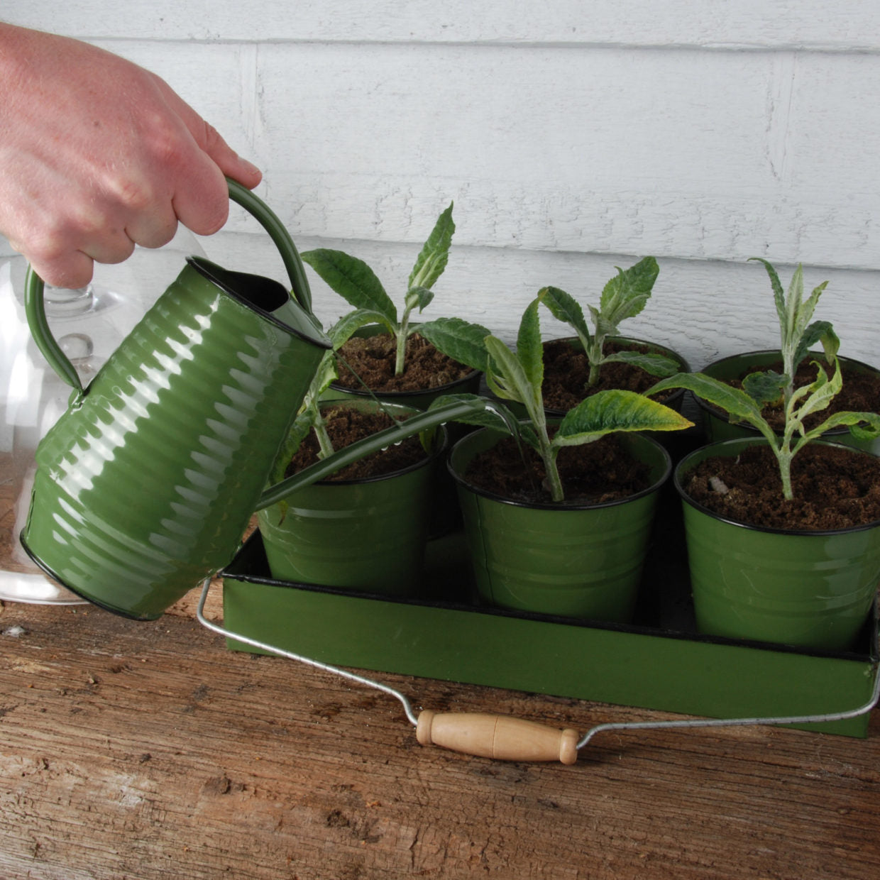 Watering Can Indoor Forest