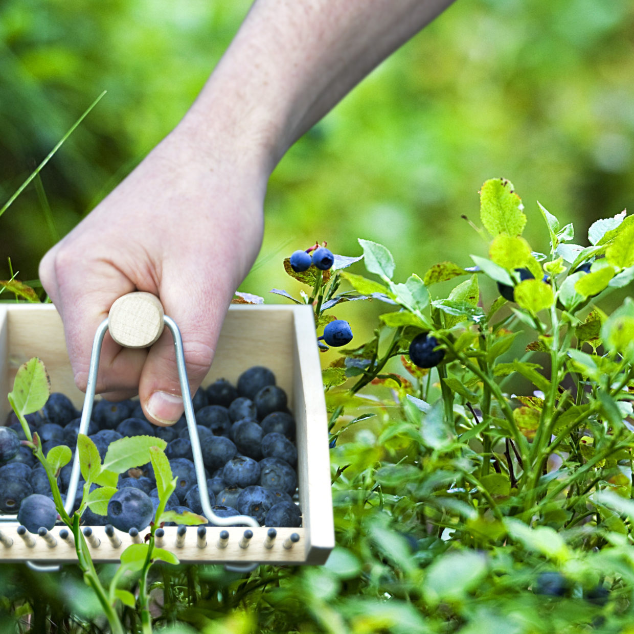 Berry Picker Wooden