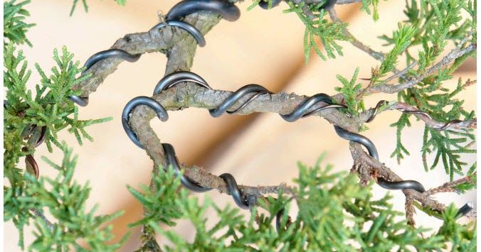 Bonsai Wire Aluminium