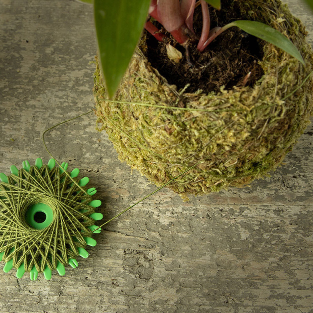 Kokedama Twine