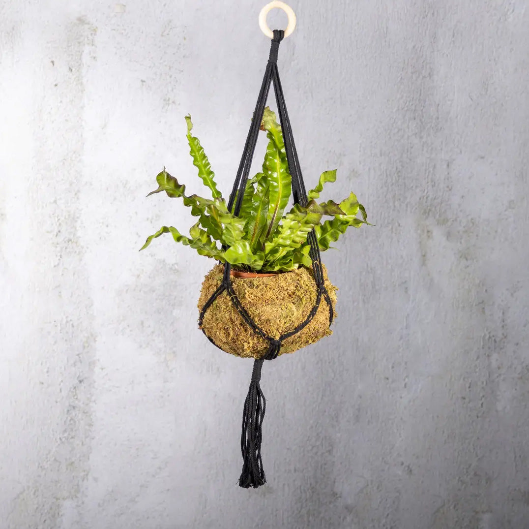 Macramé Plant Hanger Black 19cm