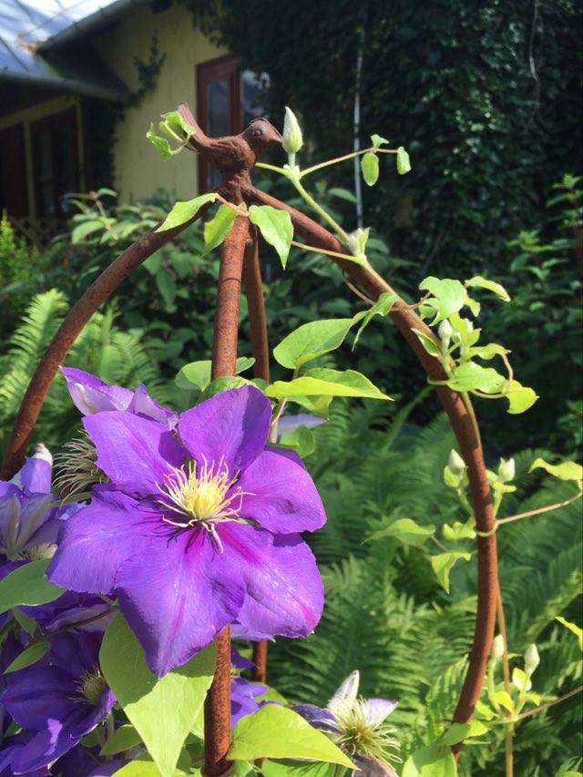 Cast Iron Plant Support 3D Bird