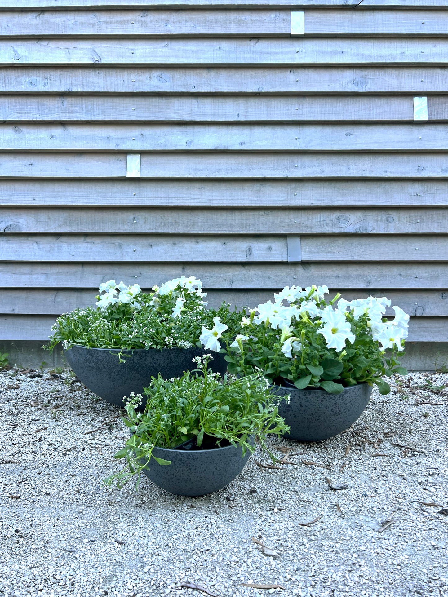 Nova Bowl 'Grey' Medium