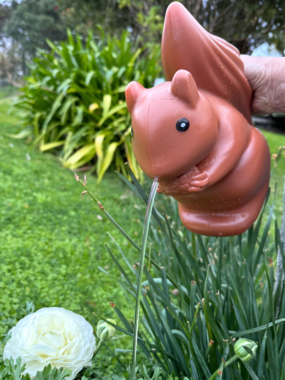 Watering Can Squirrel Brown