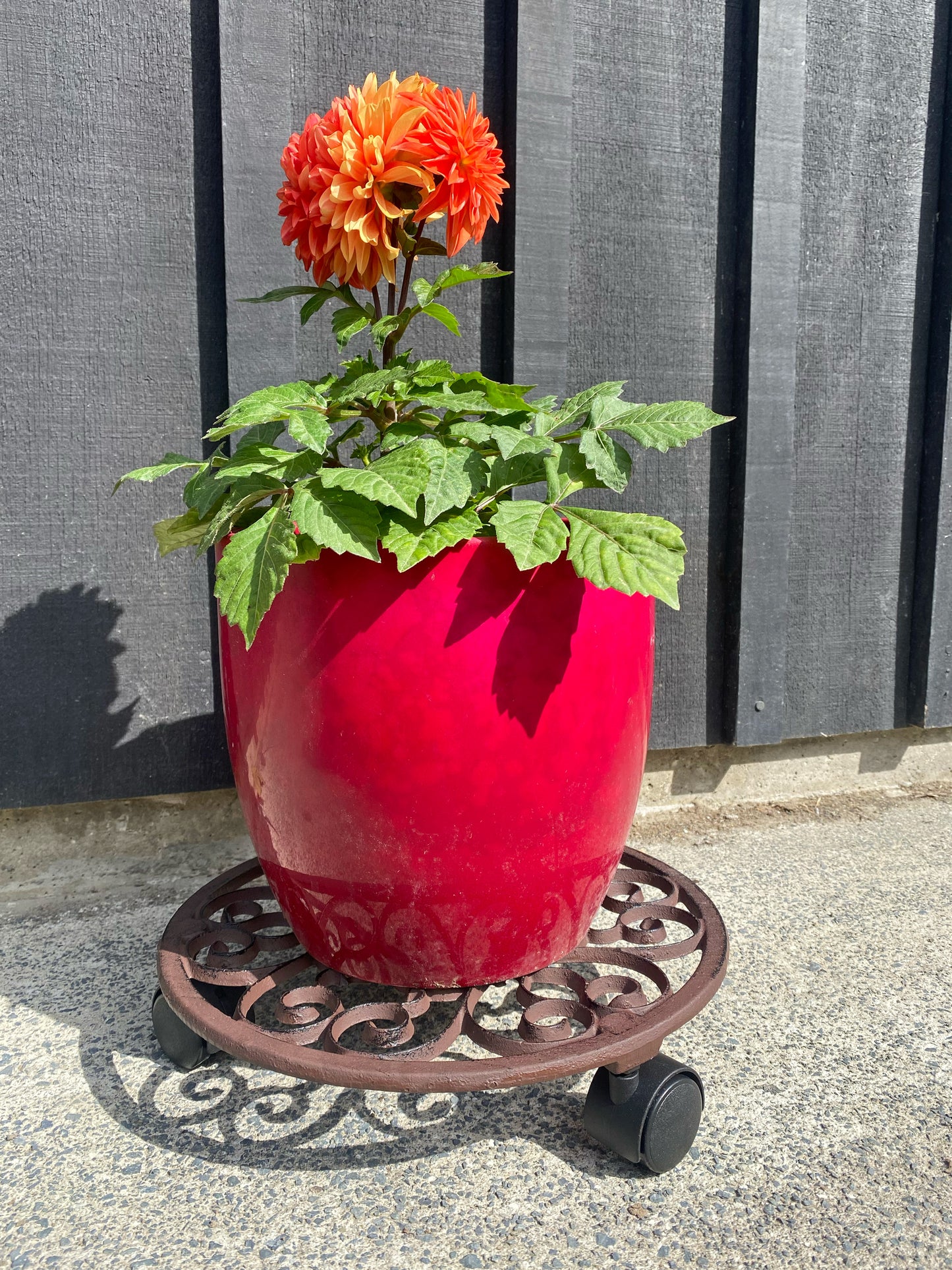 Cast Iron Plant Trolley