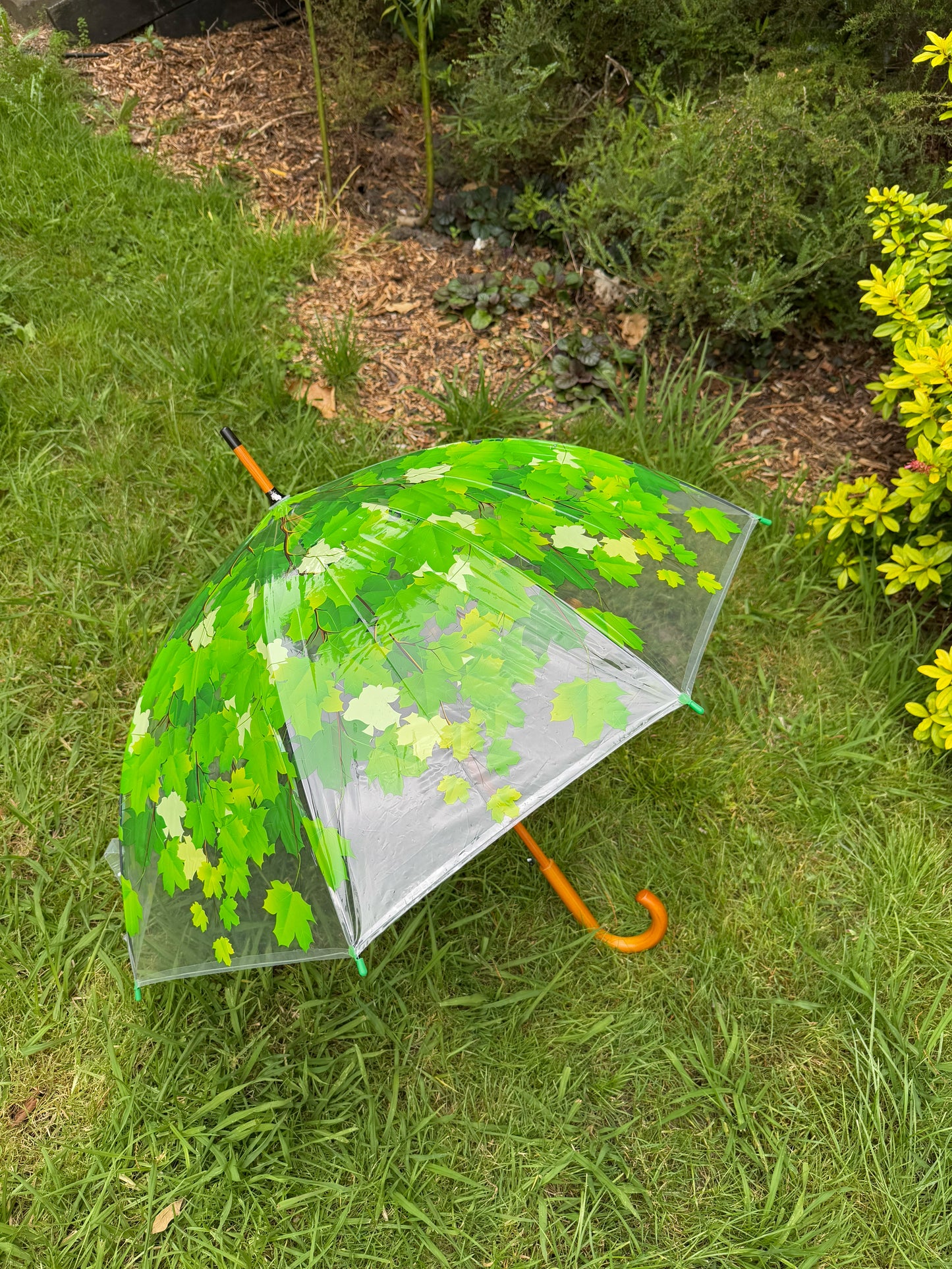 Umbrella Tree