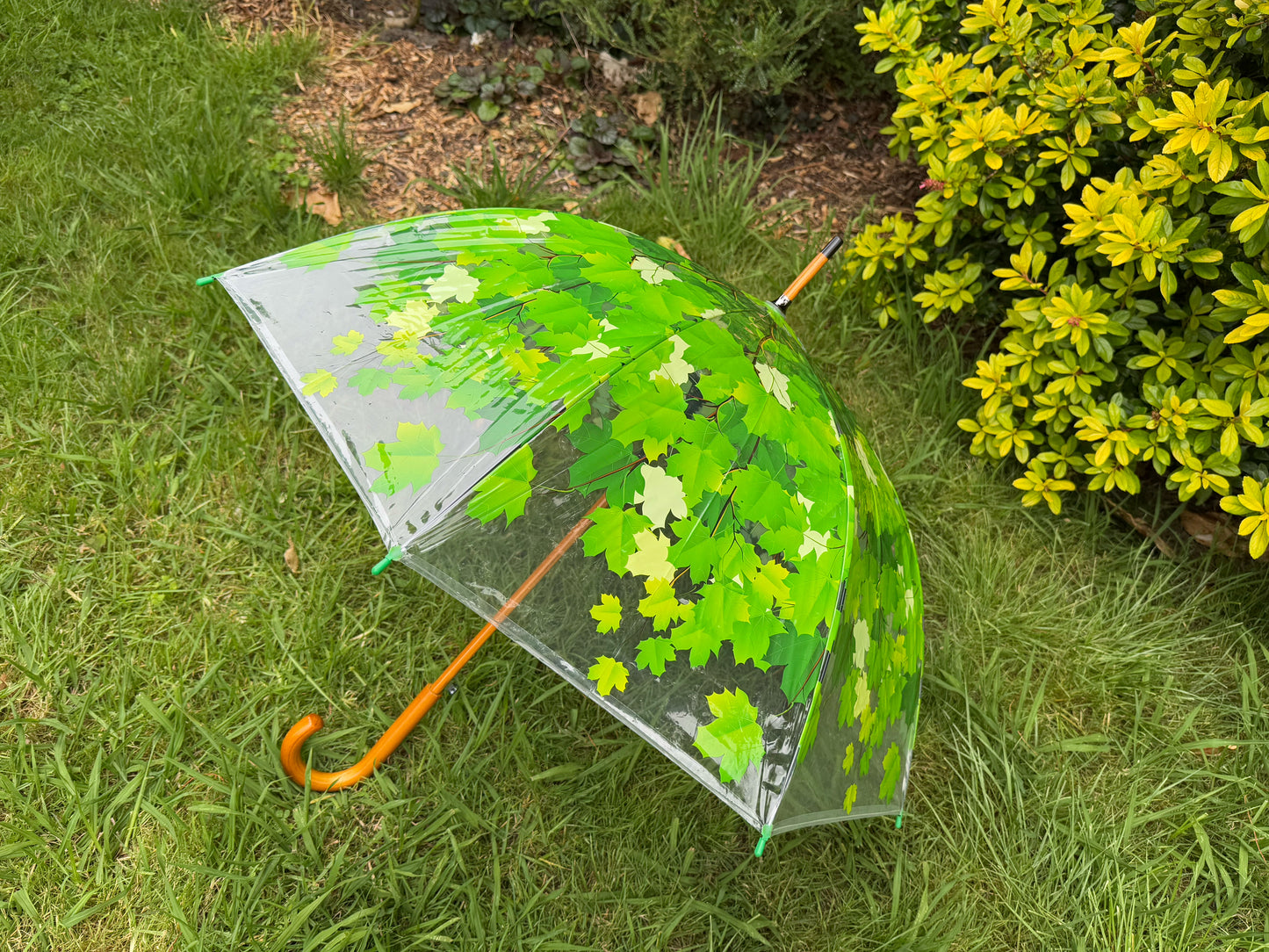 Umbrella Tree