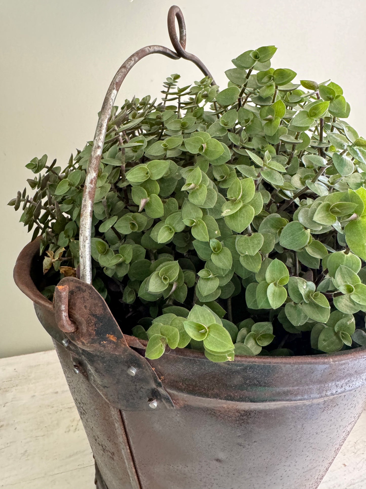 Advika Vintage Bucket/Planter