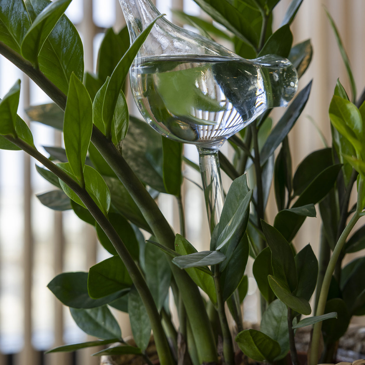 Bird Plant Waterer
