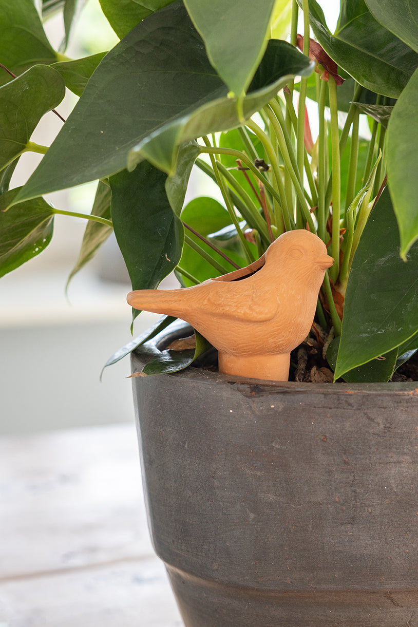 Plant Waterer Terracotta Bird