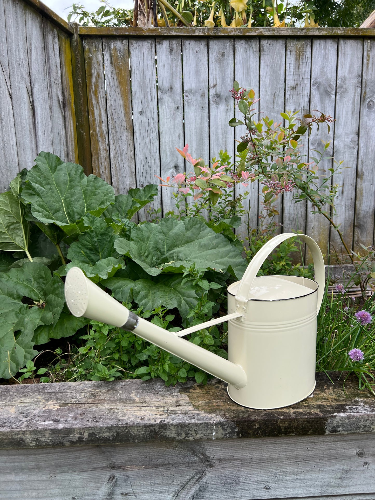Outdoor Watering Can Cream