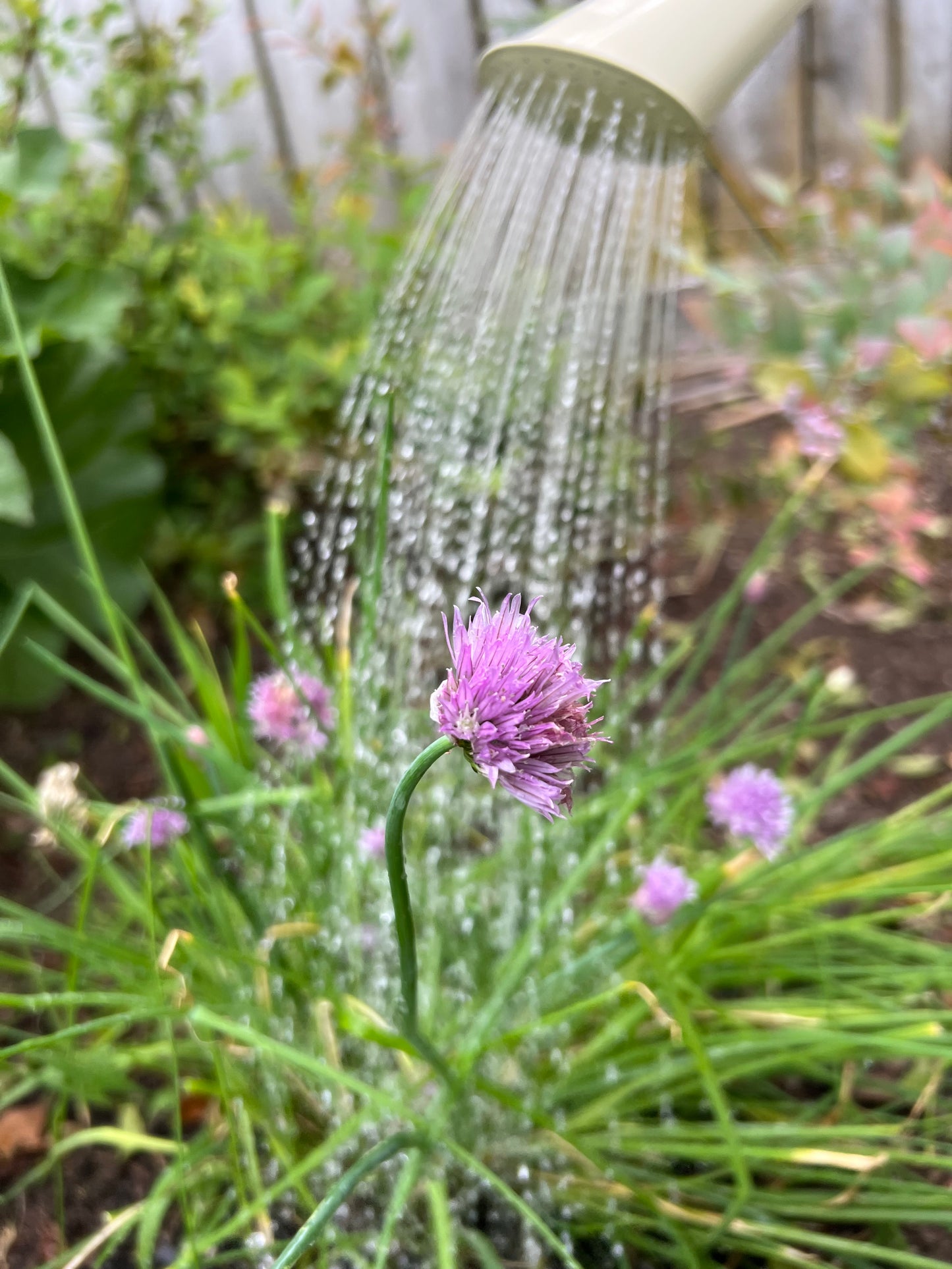 Outdoor Watering Can Cream