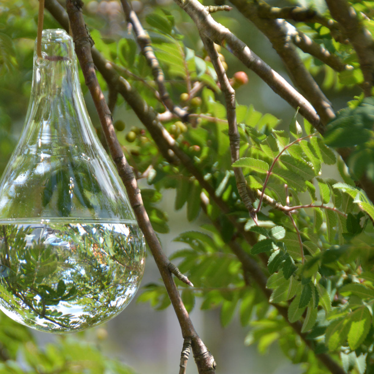 Fly Deterrent Vintage Glass