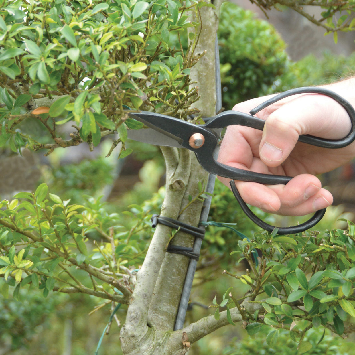 Bonsai Shears