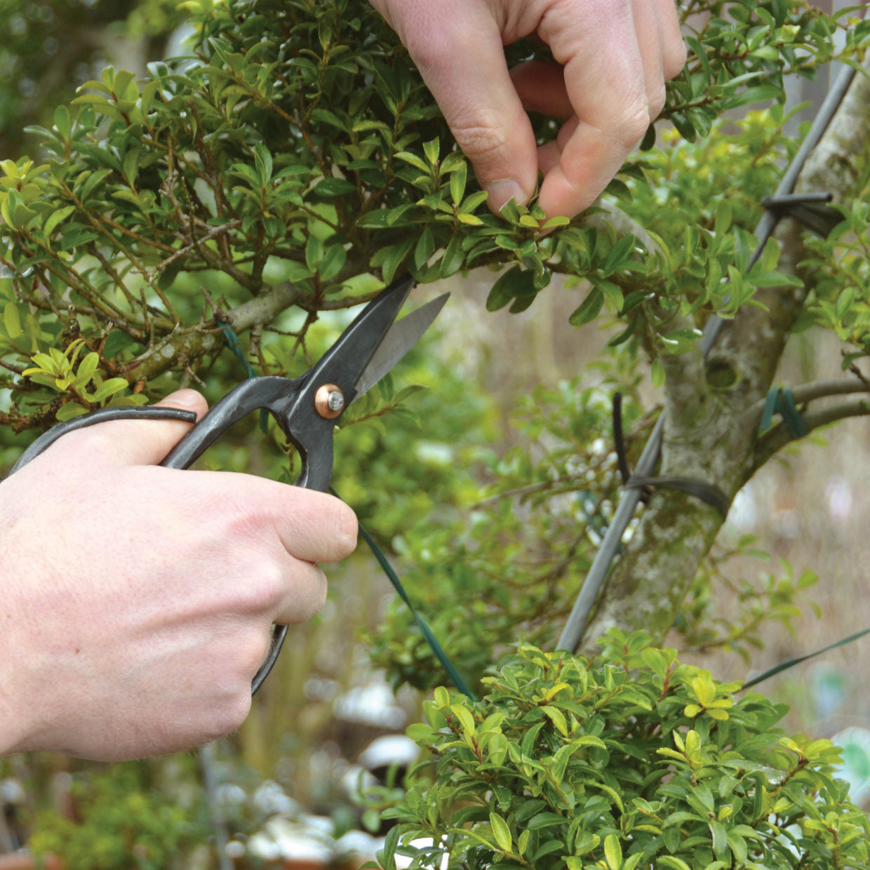 Bonsai Shears