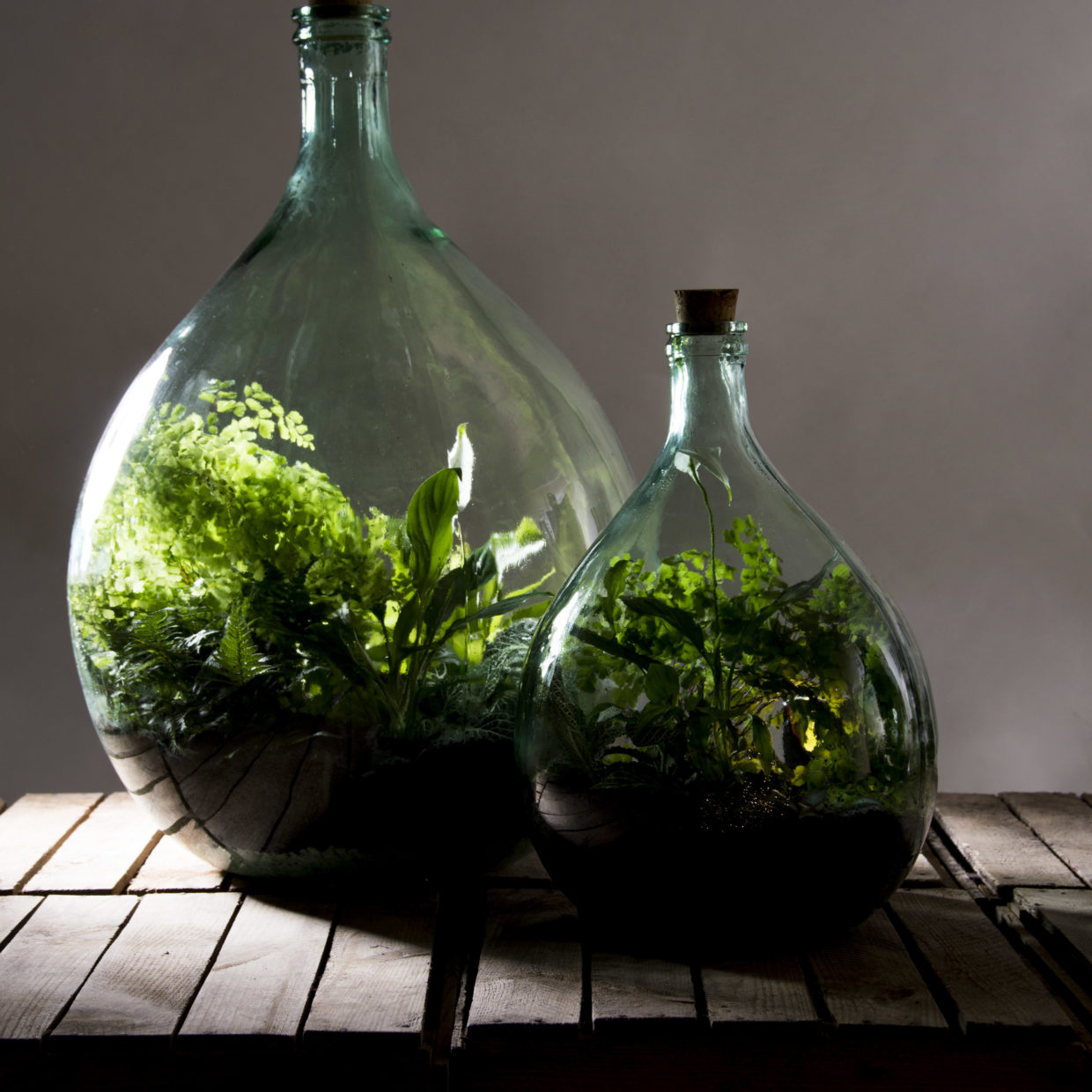 Terrarium Bottle 55L