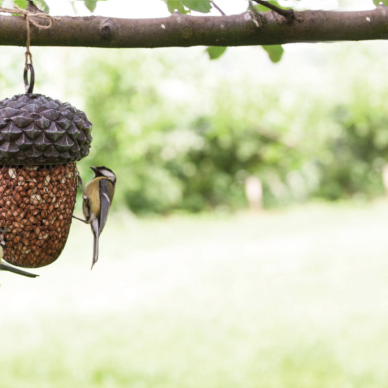 Bird Feeder Acorn