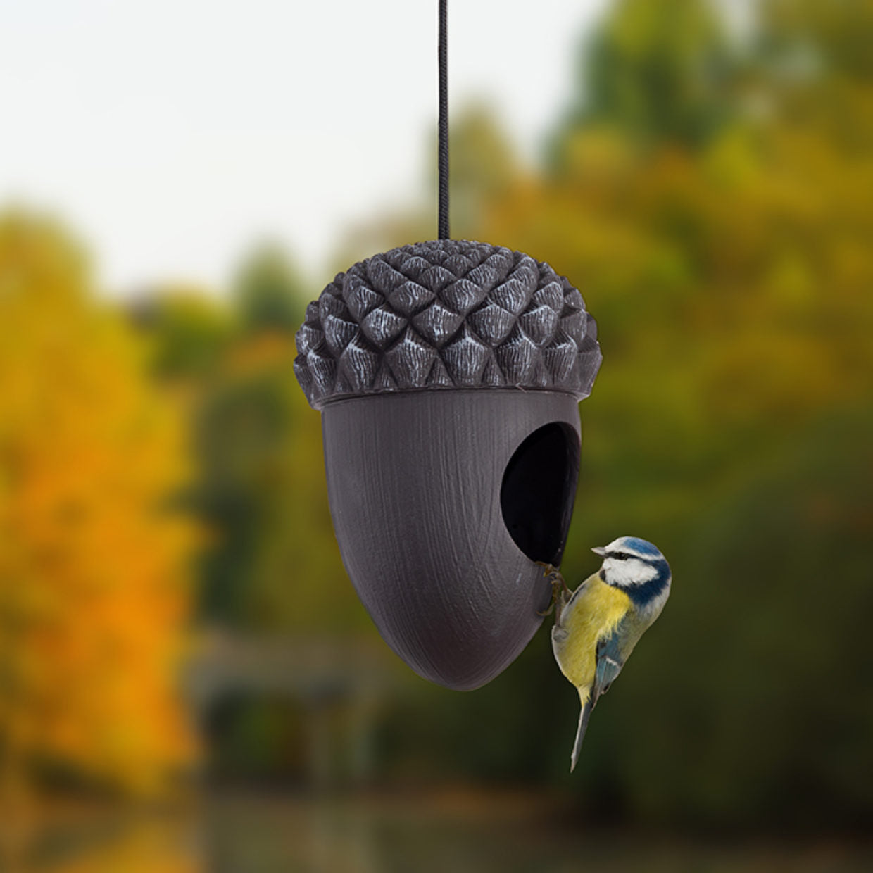 Acorn Bird House/Feeder