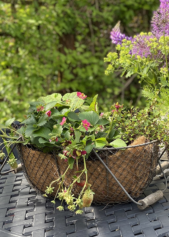 Wire Basket Oval Brown Medium