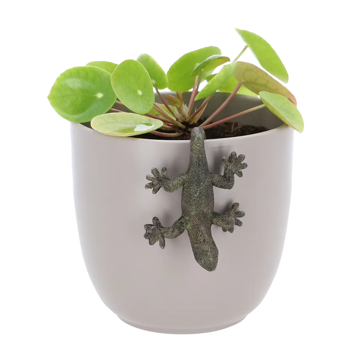 Pot Hanger Lizard
