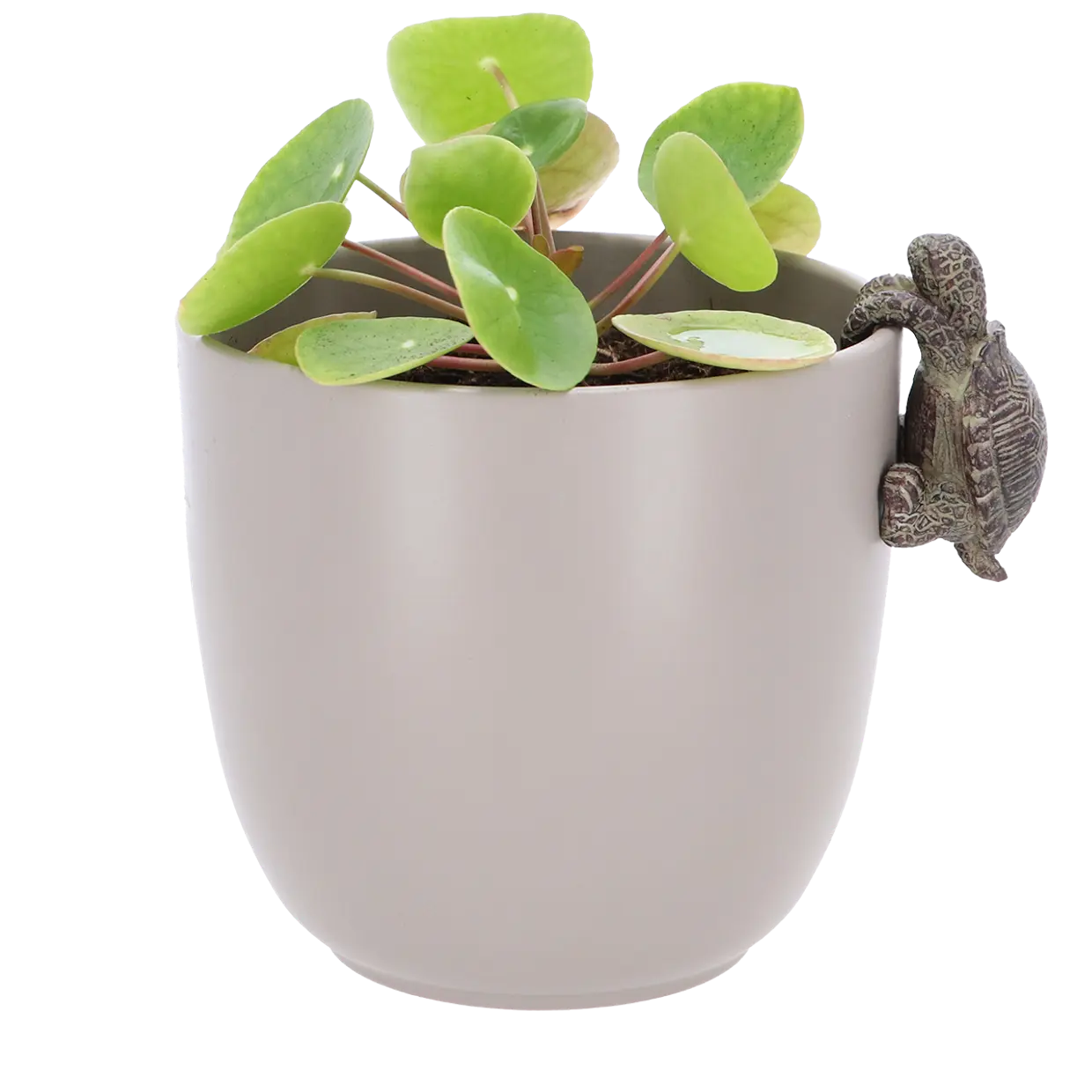 Pot Hanger Turtle