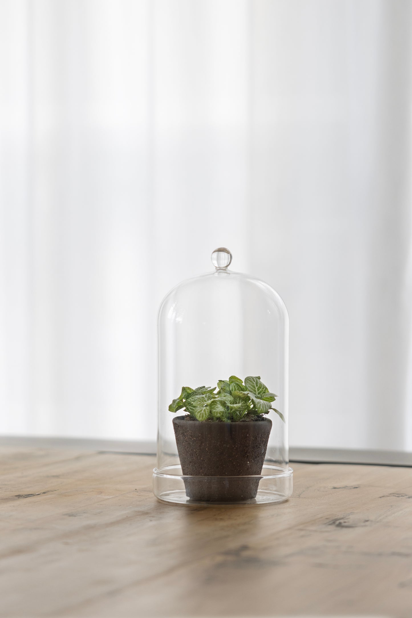 Bell Jar Glass with Bowl 13cm