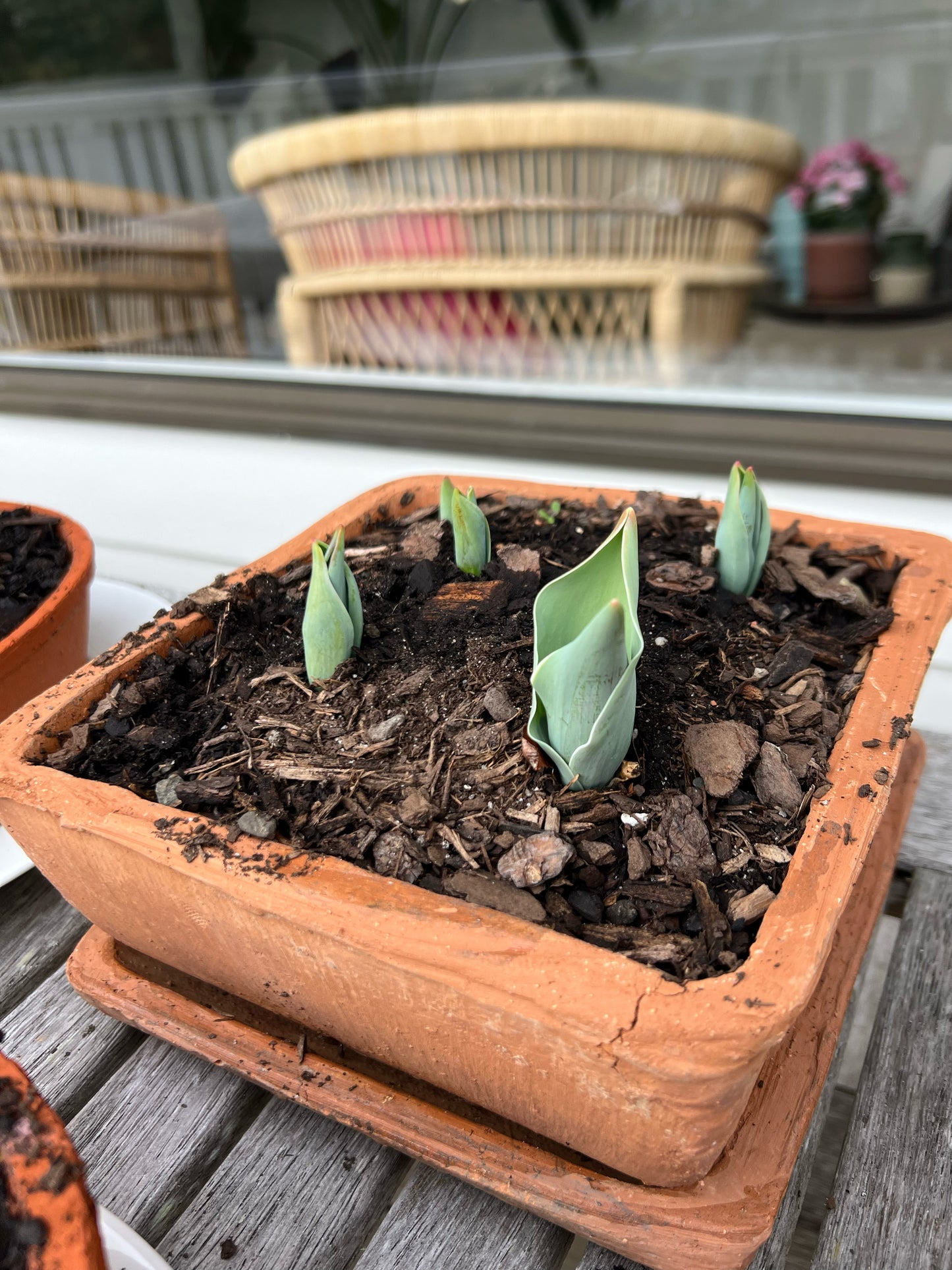 Terracotta Pot Square