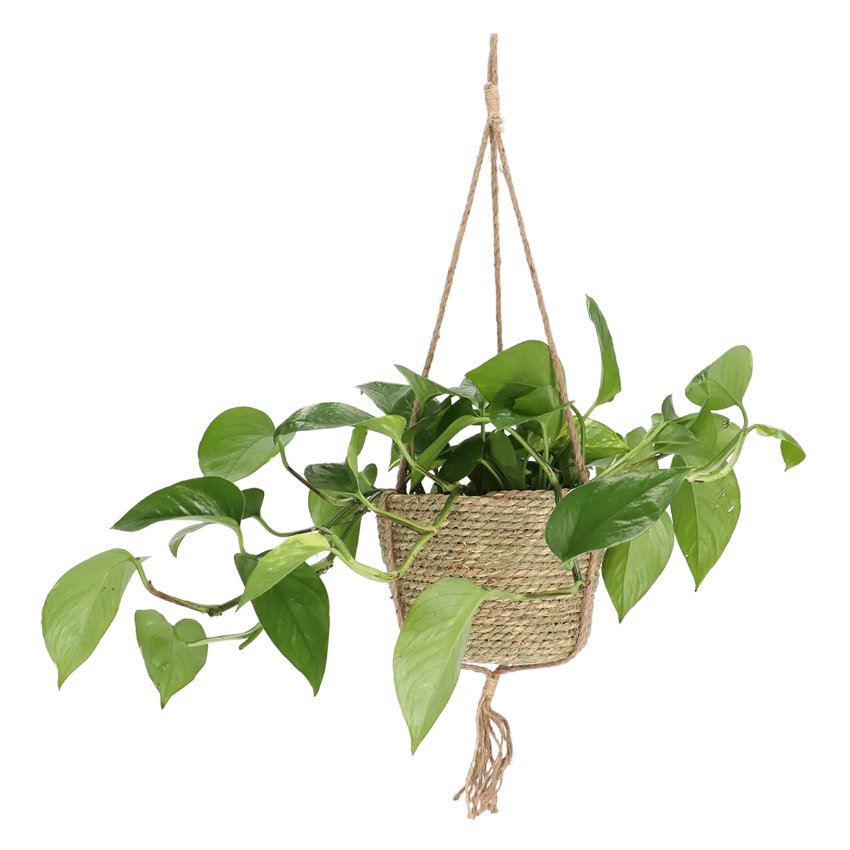 Indoor Hanging Basket 20cm