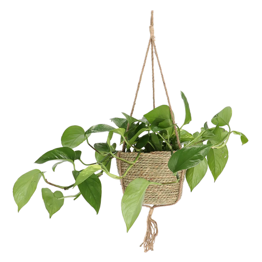 Indoor Hanging Basket 20cm