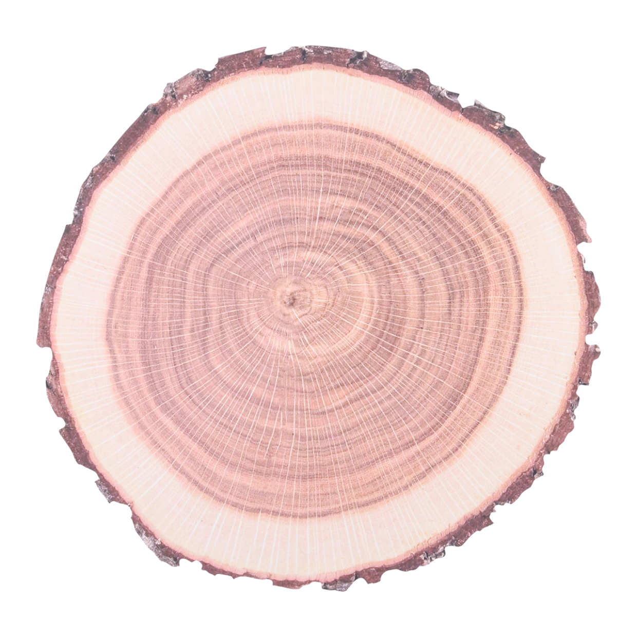 Paper Placemats Tree Trunk Set of 10