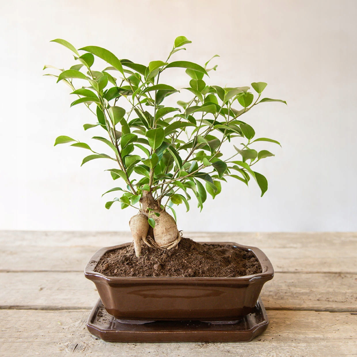 Bonsai Pot Rectangular Small