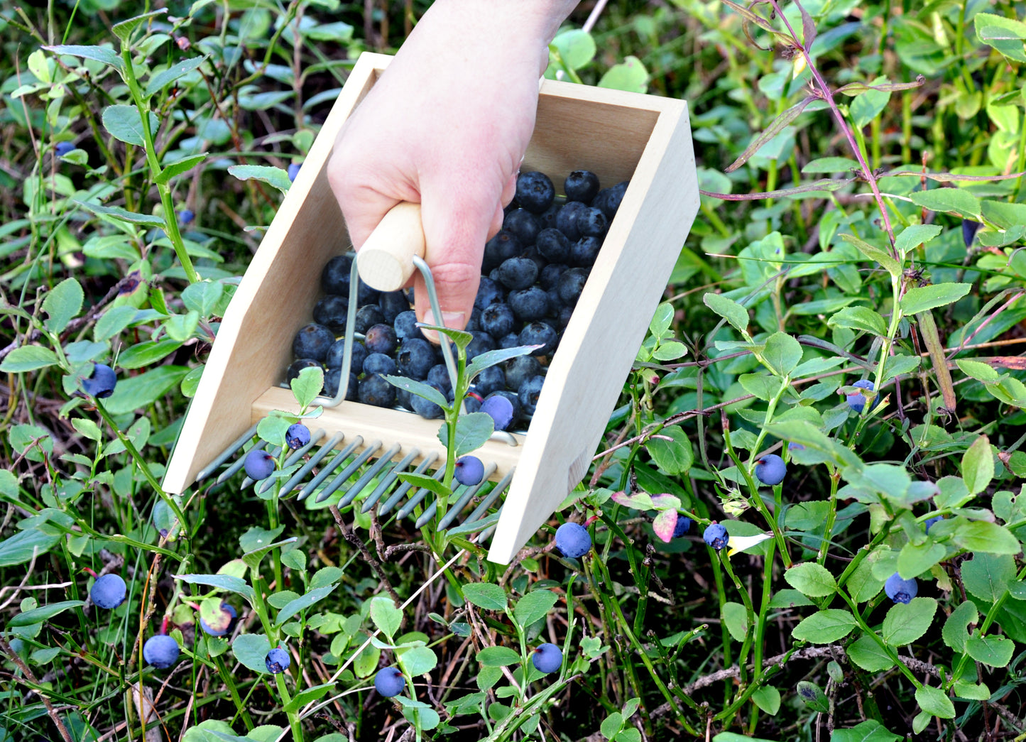 Berry Picker Wooden