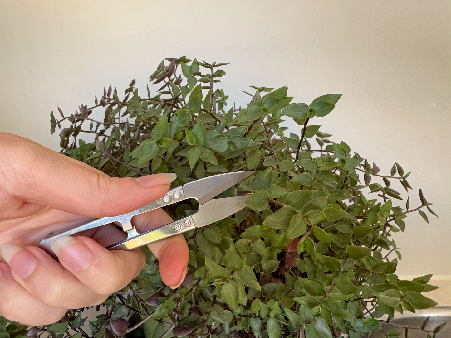 Pruner Mini Stainless Steel