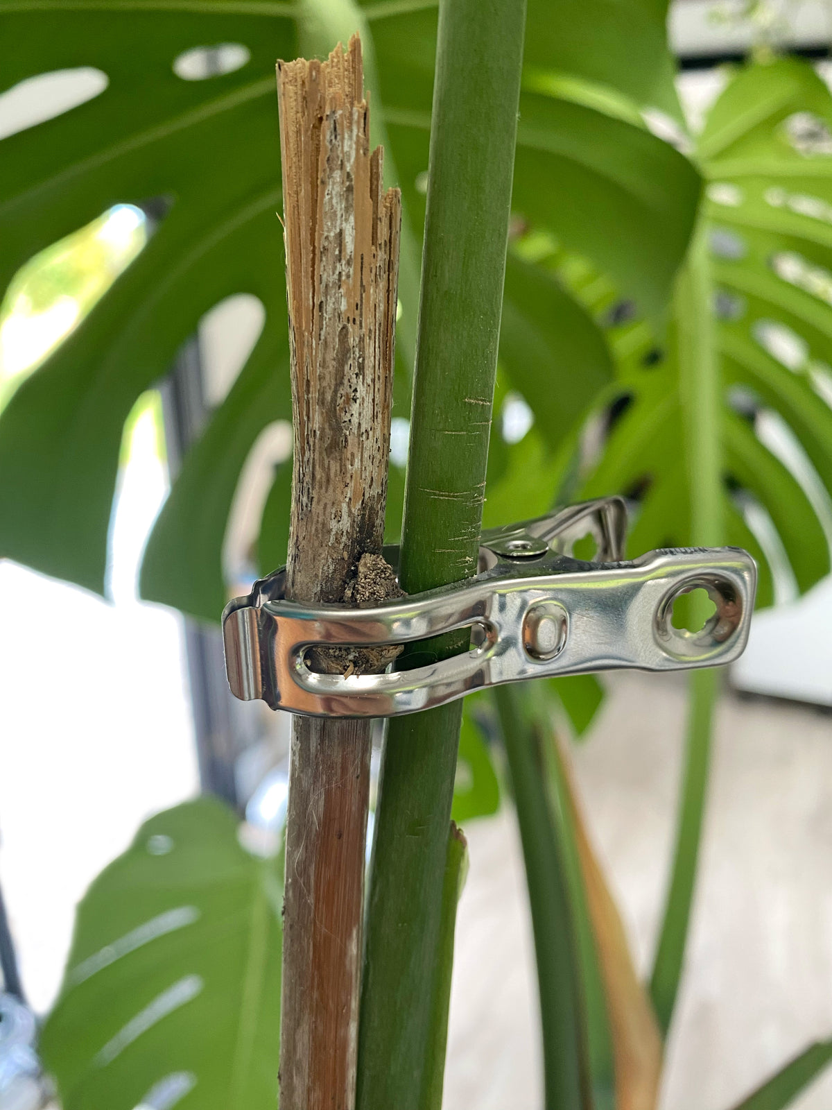 Metal Tree Clips Metal Plant Clip Set of 12 – Squirrel Tree NZ
