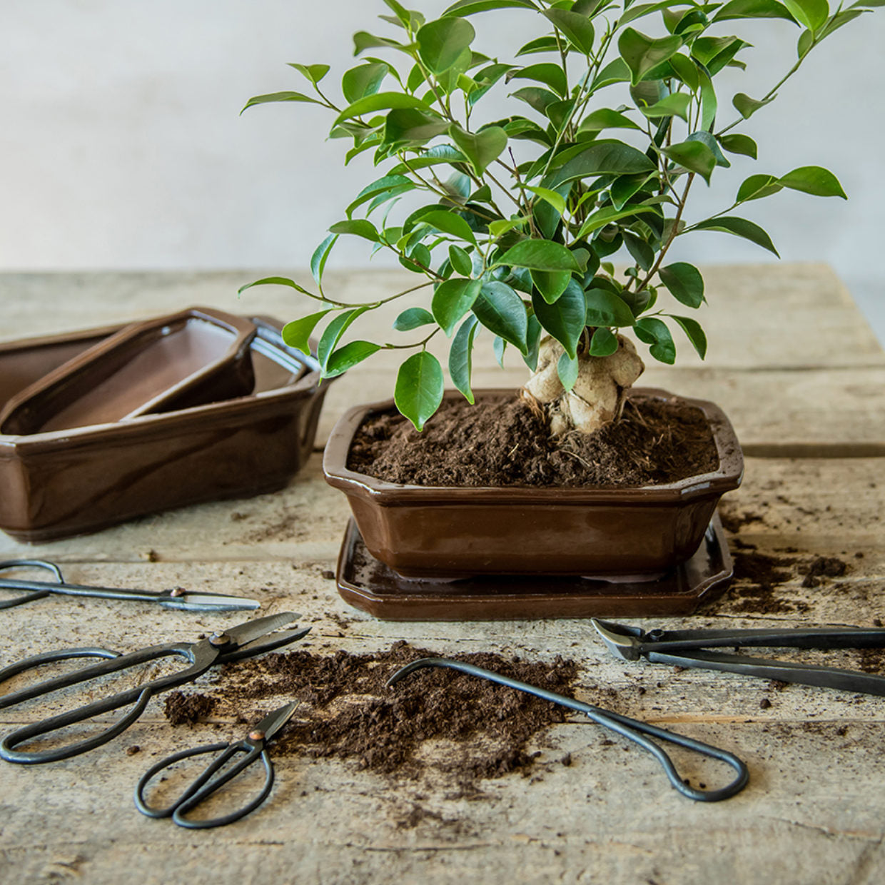 Bonsai Saucer Rectangular Small