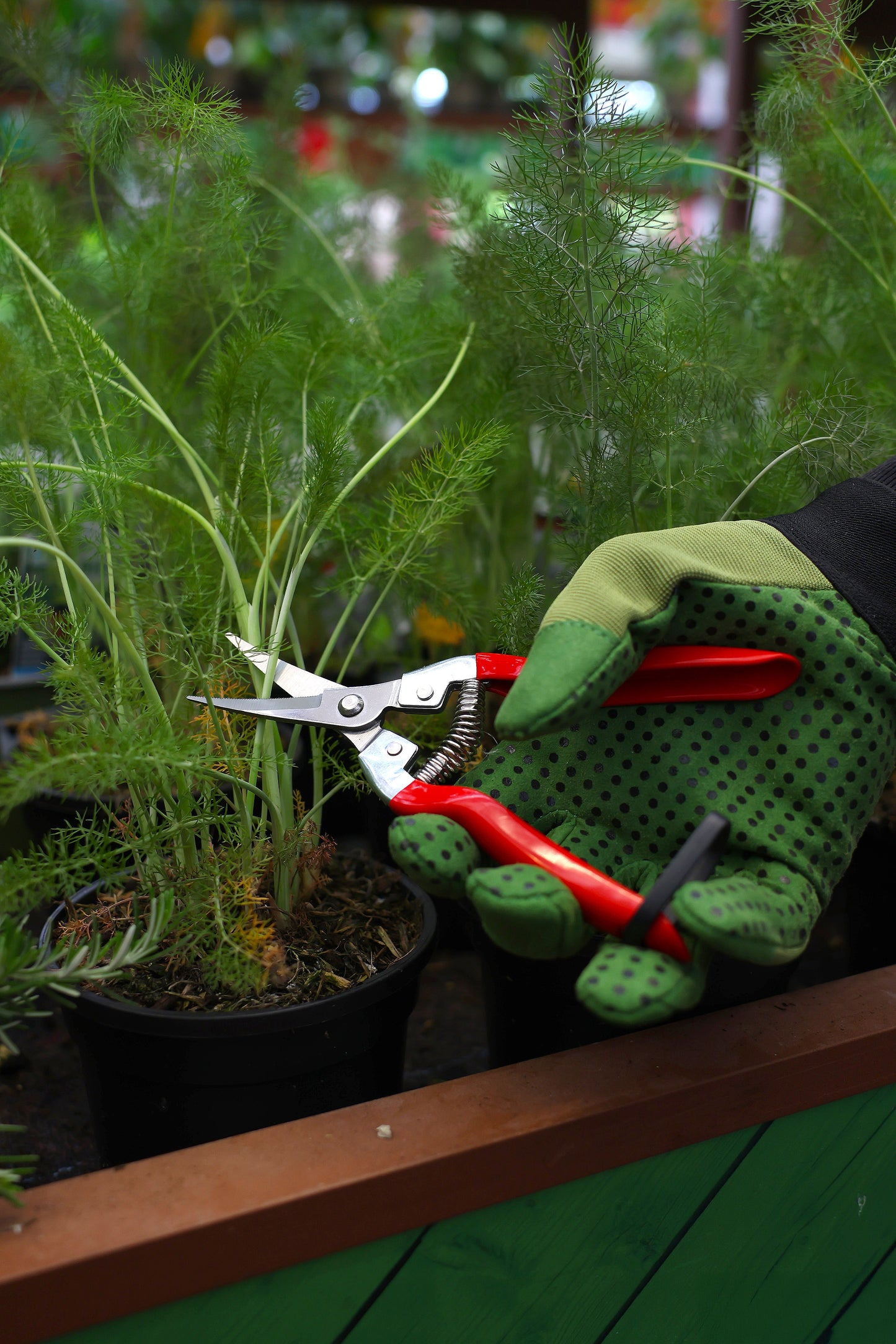 Harvest Pruner Stainless Steel with Red Handle