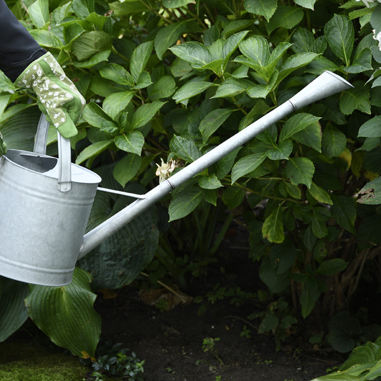 Old Zinc Watering Can Extra Long Spout
