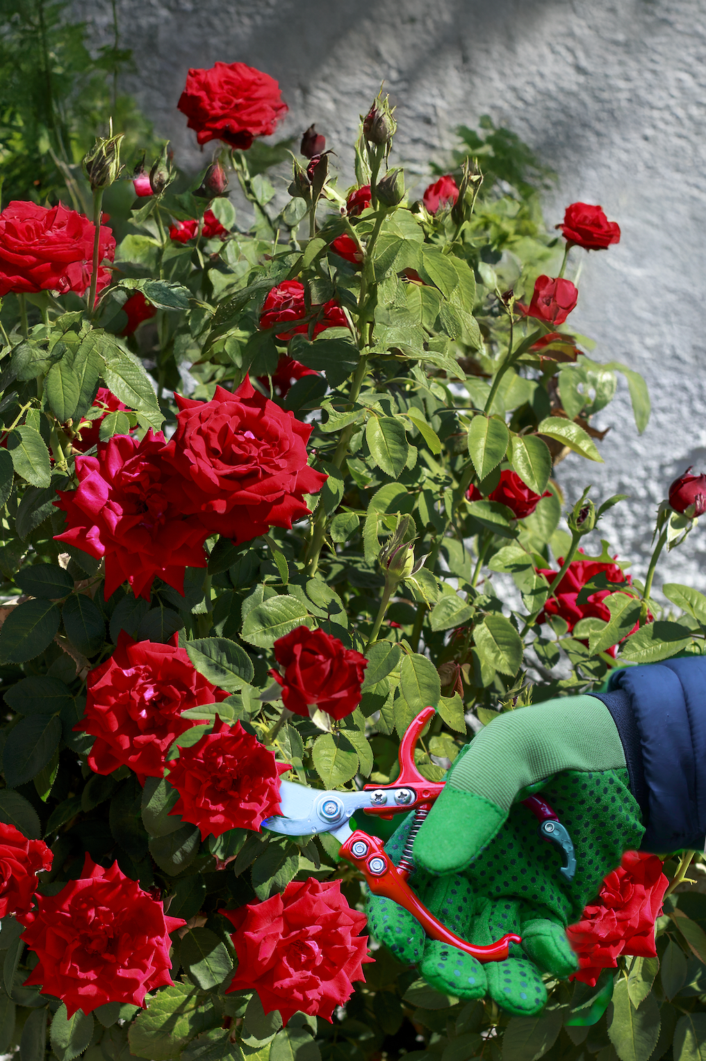 Rose Pruner Stainless Steel with Red Handle