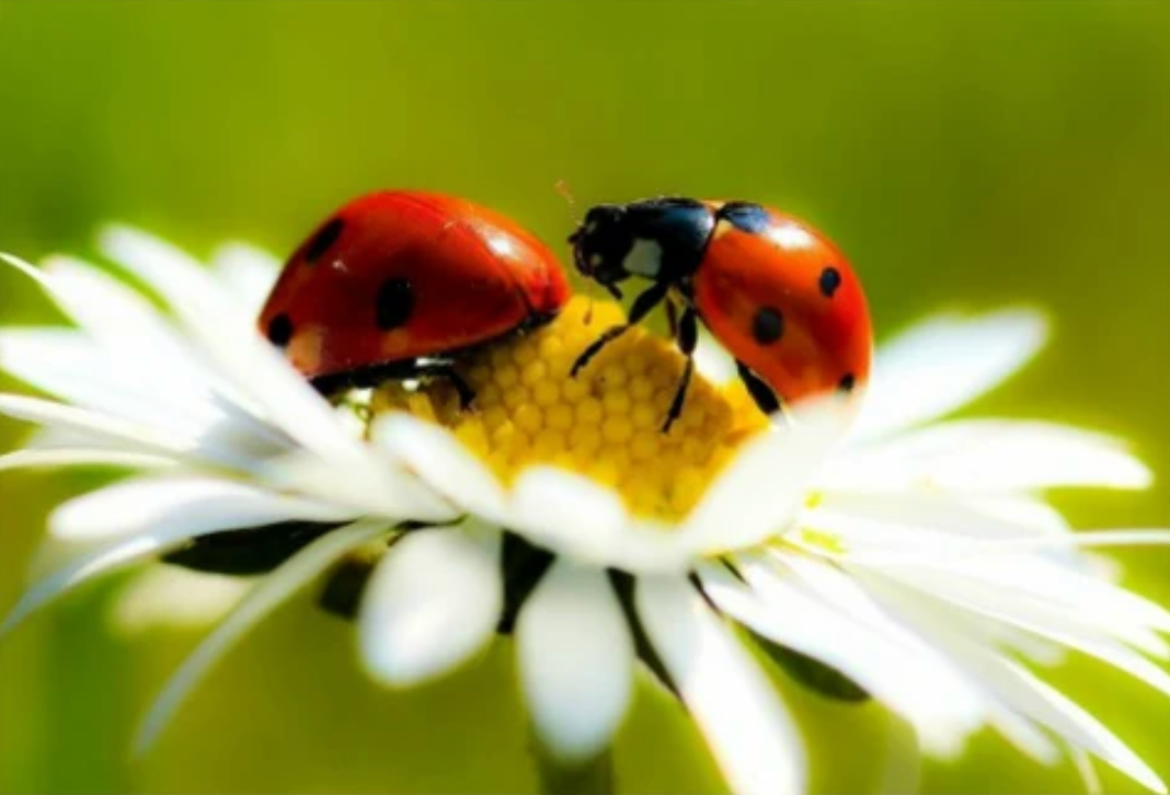NZ Seed Bombs Ladybug Blend - Throw and Grow