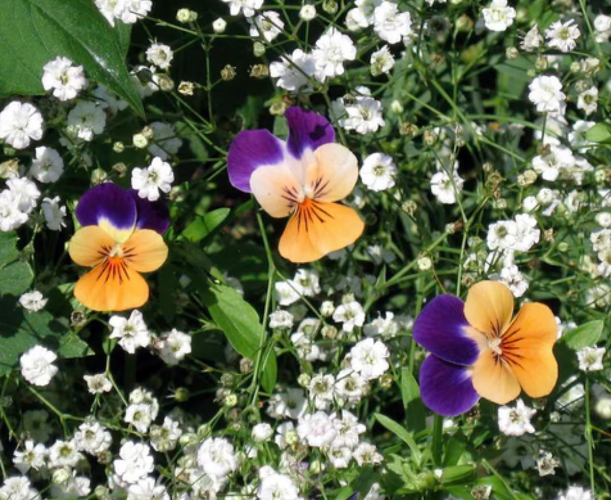 NZ Seed Bombs Bouquet Blend - Throw and Grow