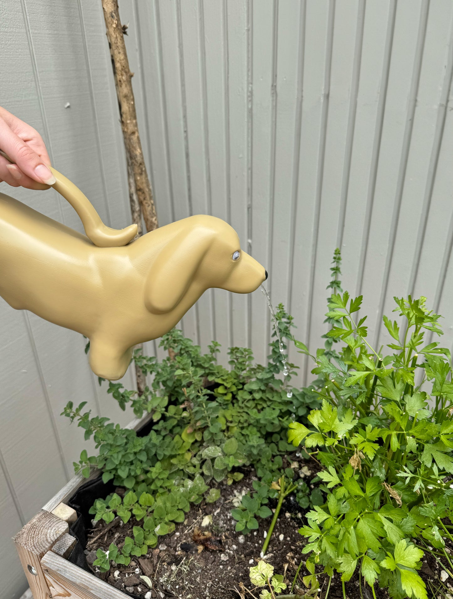 Watering Can Dachshund