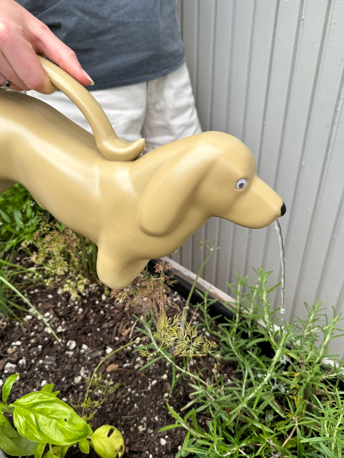 Watering Can Dachshund